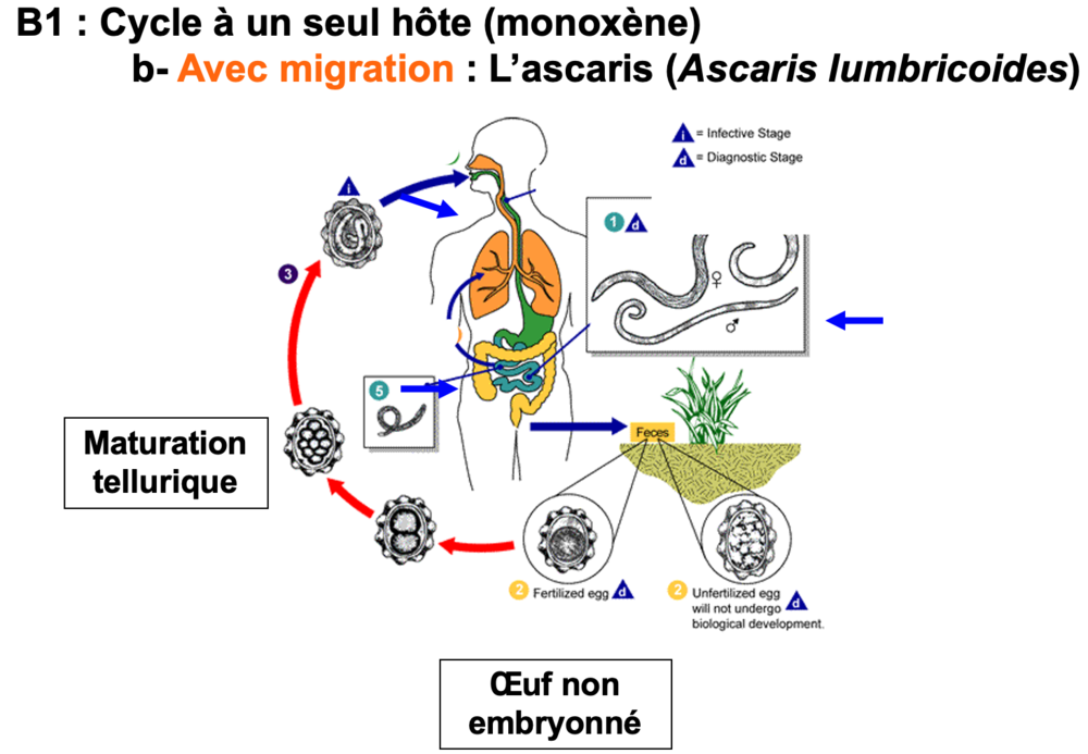 Capture d’écran 2020-06-02 à 12.22.50.png