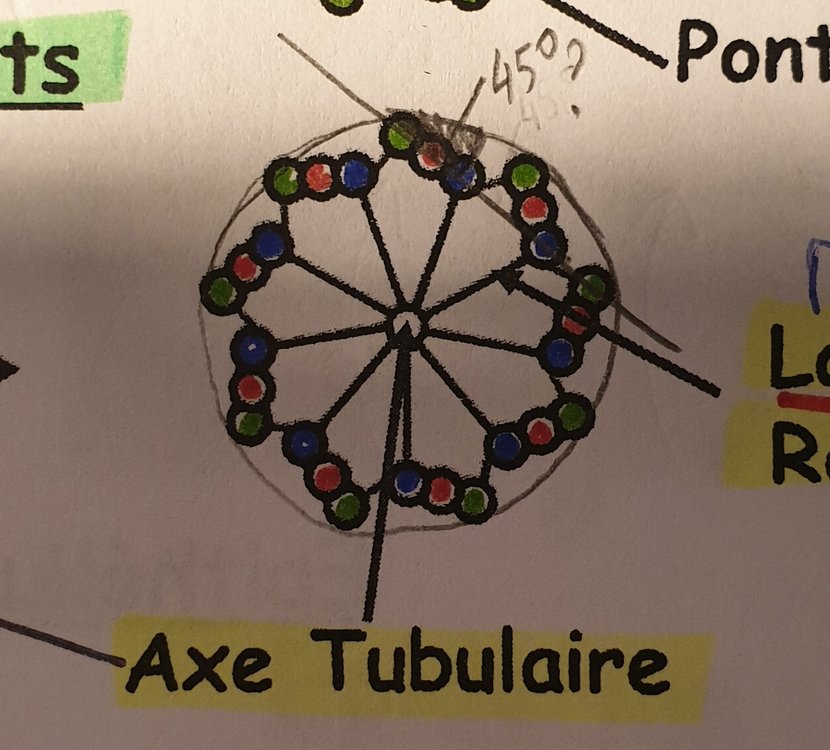 Cinétosome profond cil.jpg