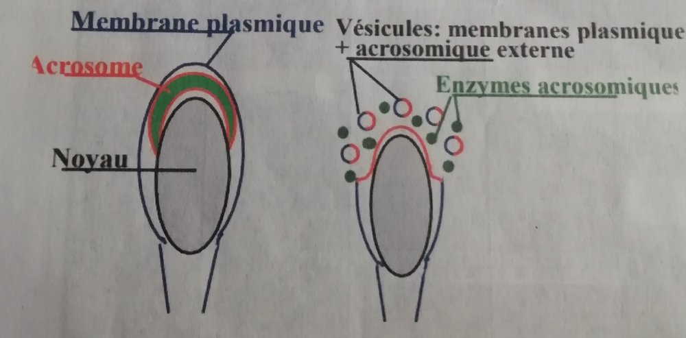 IMG_20201016_160947 (1).jpg