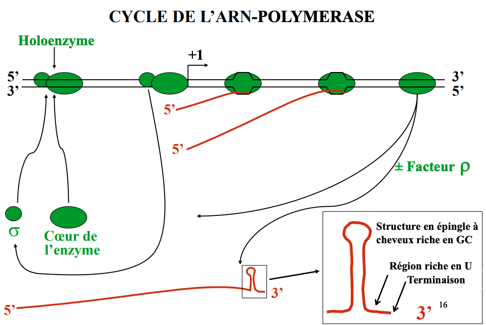 Cycle De L'ARN Polymerase - UE1 - Génome - Tutorat Associatif Toulousain