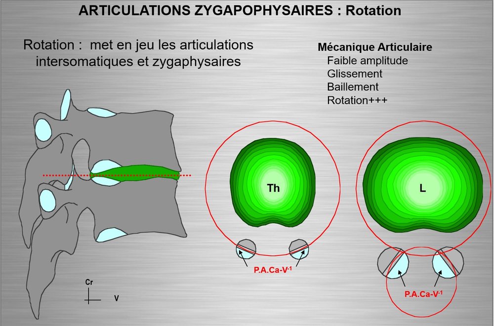 798685473_articulationzygapophysaire.thumb.jpg.d024a948a1401264d444fdc82ab78e6e.jpg