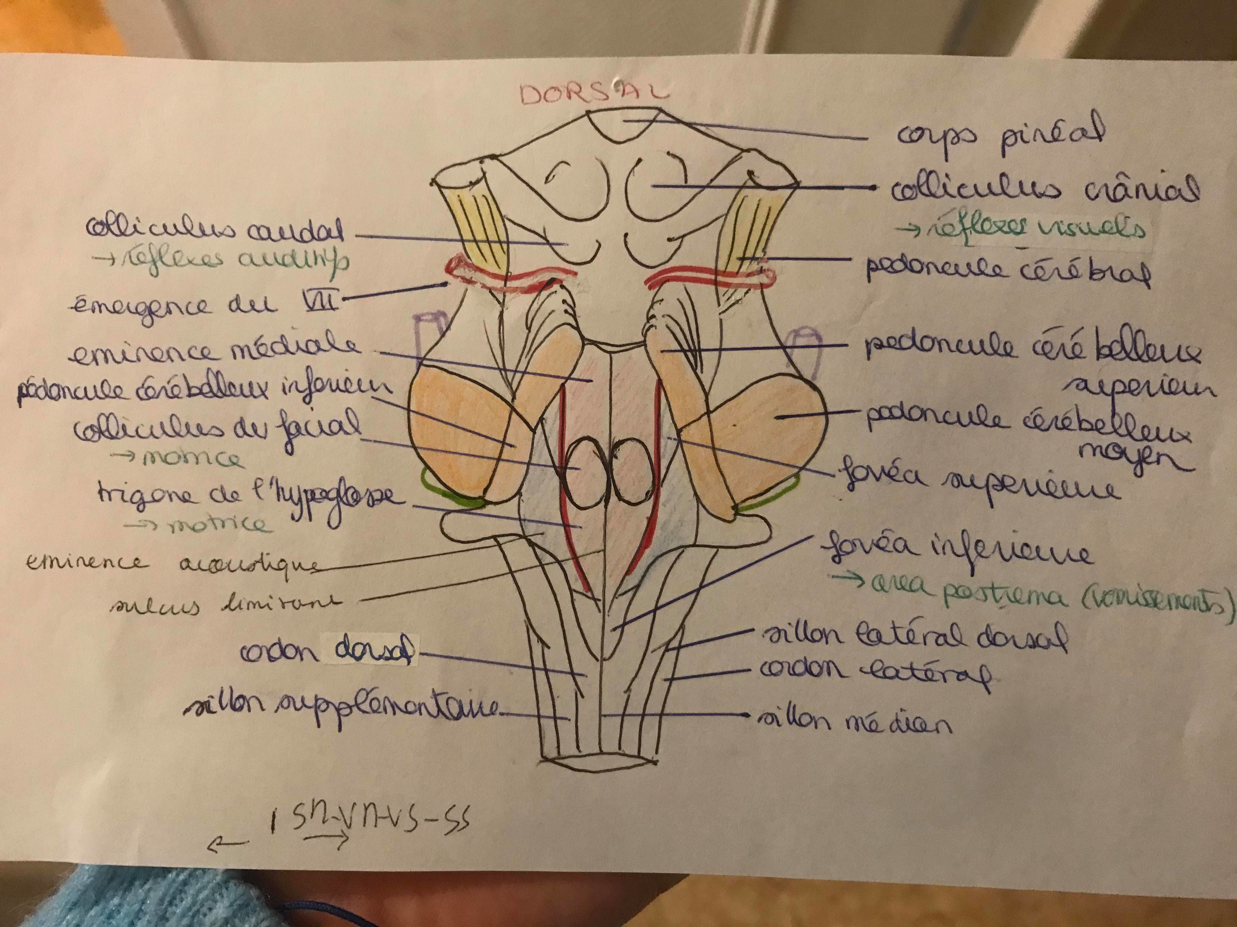 Eminence Ue5 Anatomie Tutorat Associatif Toulousain 4033