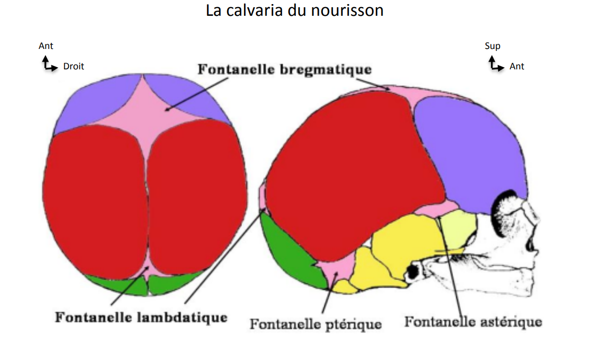 Fontanelles Ptérique Et Astérique Ue5 Anatomie Tutorat Associatif Toulousain 4924