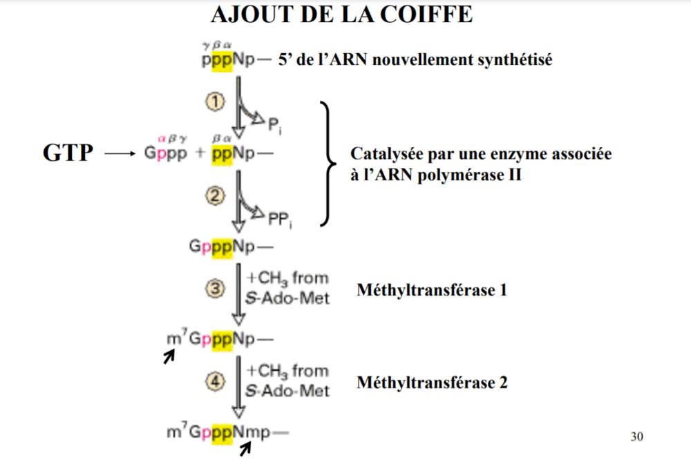ajout de la coiffe.PNG