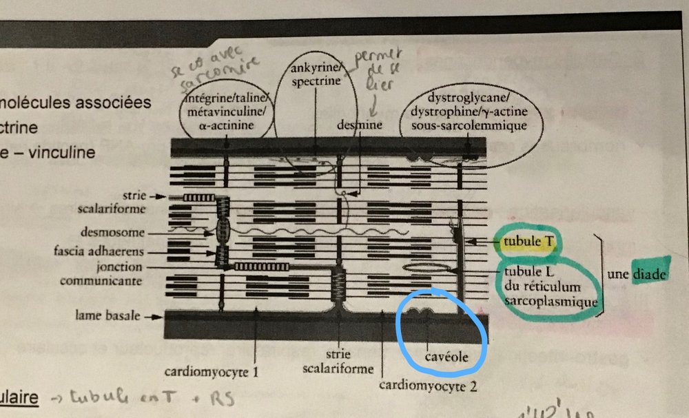 Untitled (Draft)-2.jpg