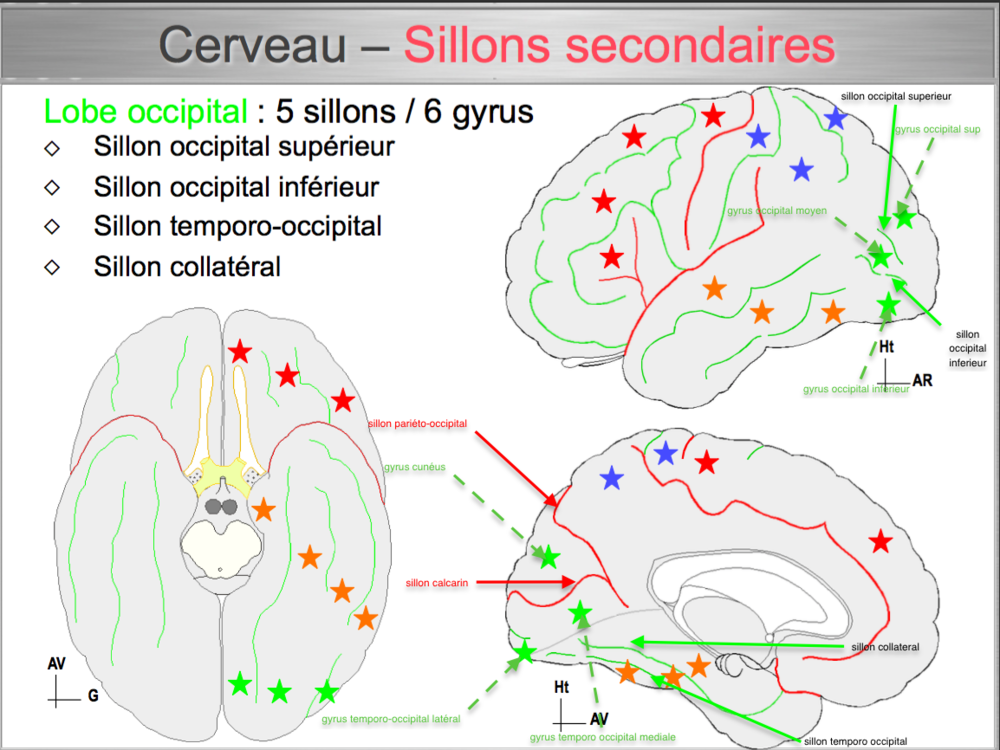 Screen Shot 2020-11-21 at 7.22.09 PM.png