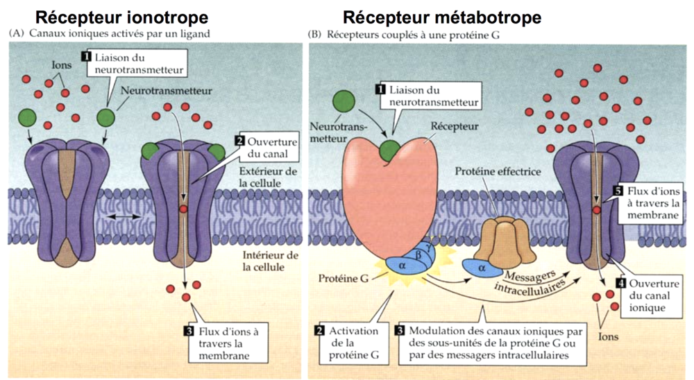 Récepteurs.png