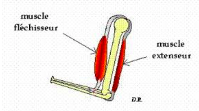 Muscles Antagonistes Et Agonistes Ue Anatomie Tutorat Associatif