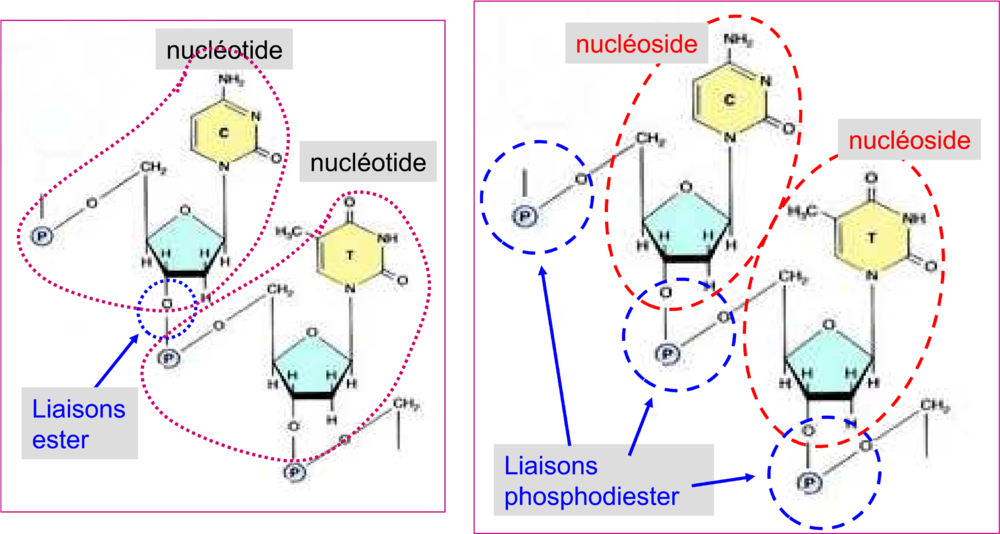 822424715_nucleosidetide.thumb.png.da8c3a46de8659e5151e124dbebf1531.png