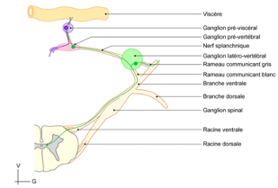 Ganglion pré-vertébral - UE5 - Anatomie - Tutorat Associatif ...