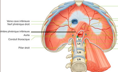 Jonct° artères et nerfs - UE10 - Tête et cou - Tutorat Associatif