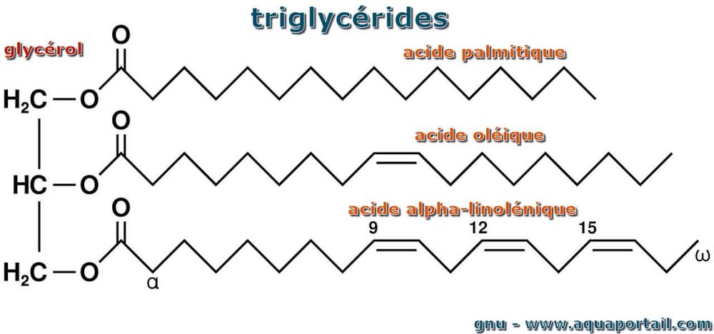 triglyceride-gras-insature.jpg