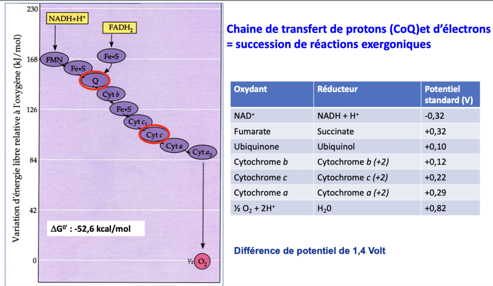 Capture d’écran 2020-12-05 à 20.23.11.png
