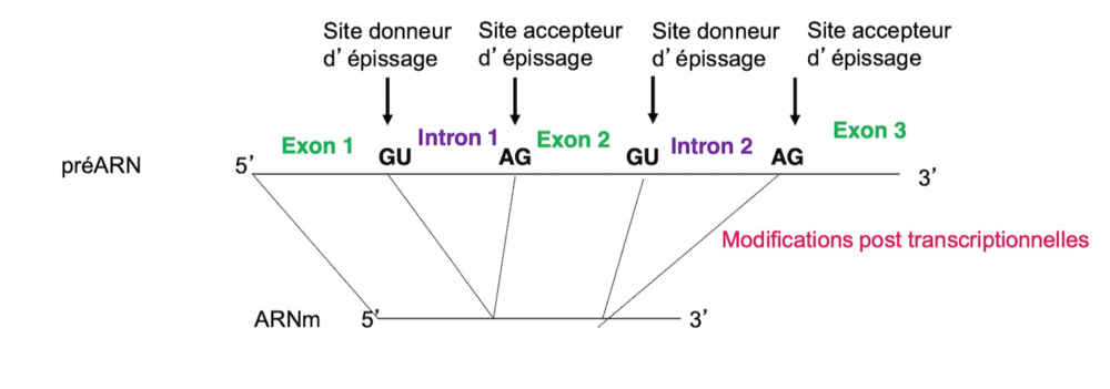 Capture d’écran 2020-12-05 à 11.59.24.png
