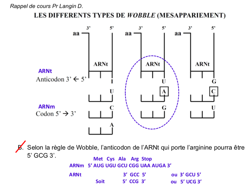 Règle De Wooble - UE1 - Génome - Tutorat Associatif Toulousain