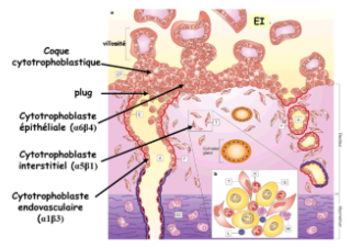 QCM 10 circulation placentaire - UE8 - Spé Maïeutique - Tutorat Associatif  Toulousain