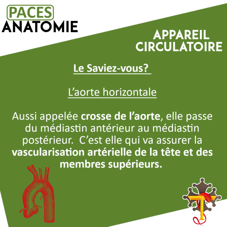 anatomie paces.png
