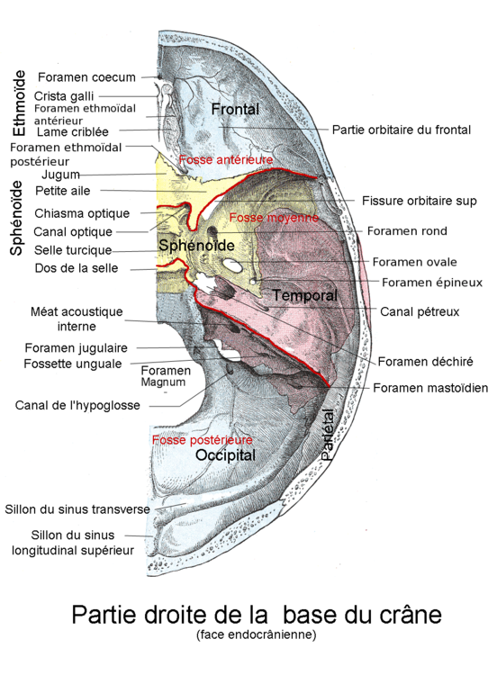 Base_du_crane.png