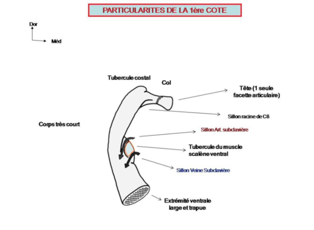 Capture d’écran 2021-03-30 à 17.17.54.png