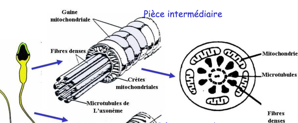 Capture d’écran 2021-03-06 à 21.23.06.png