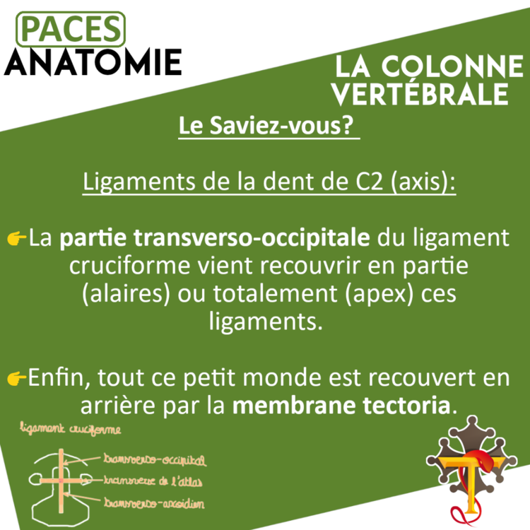 anatomie CV paces.png