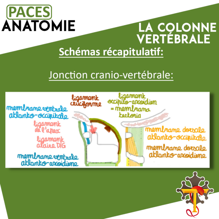 anatomie CV paces2.png