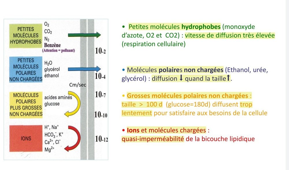 Ya pas de glucose je crois.jpg
