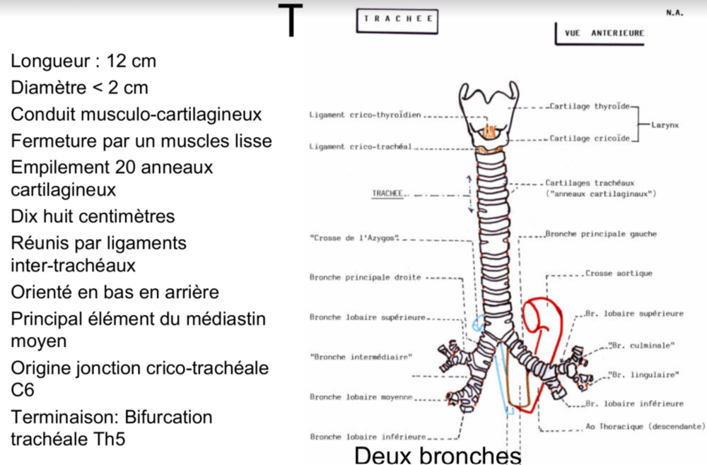 trachée.png