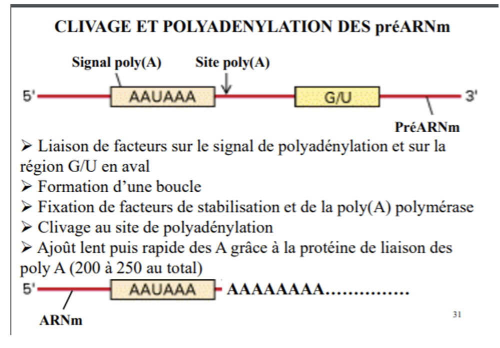 Capture d’écran 2021-10-12 à 09.28.00.png
