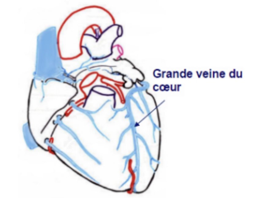 Vascularisation Veineuse Du Coeur Ue5 Anatomie Tutorat Associatif