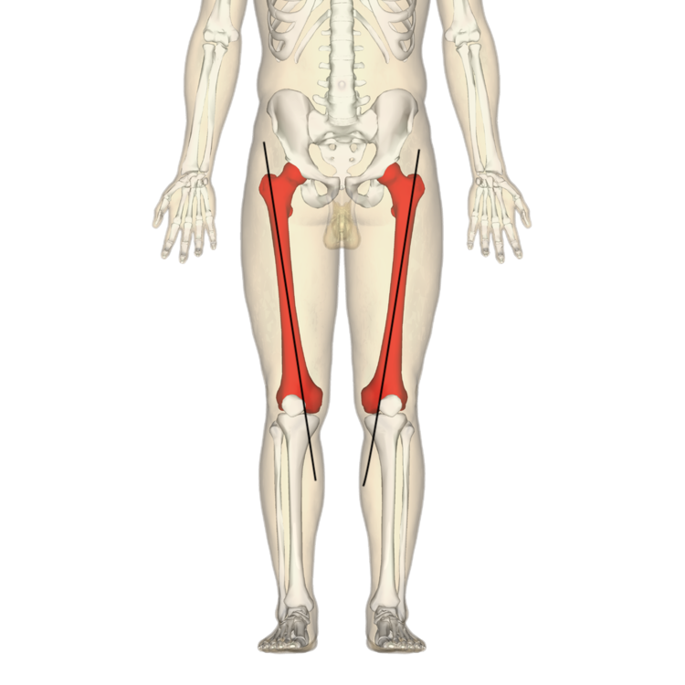 1024px-Femur_-_anterior_view2.thumb.png.a78f847baf3c449ced64851ac26a0955.png