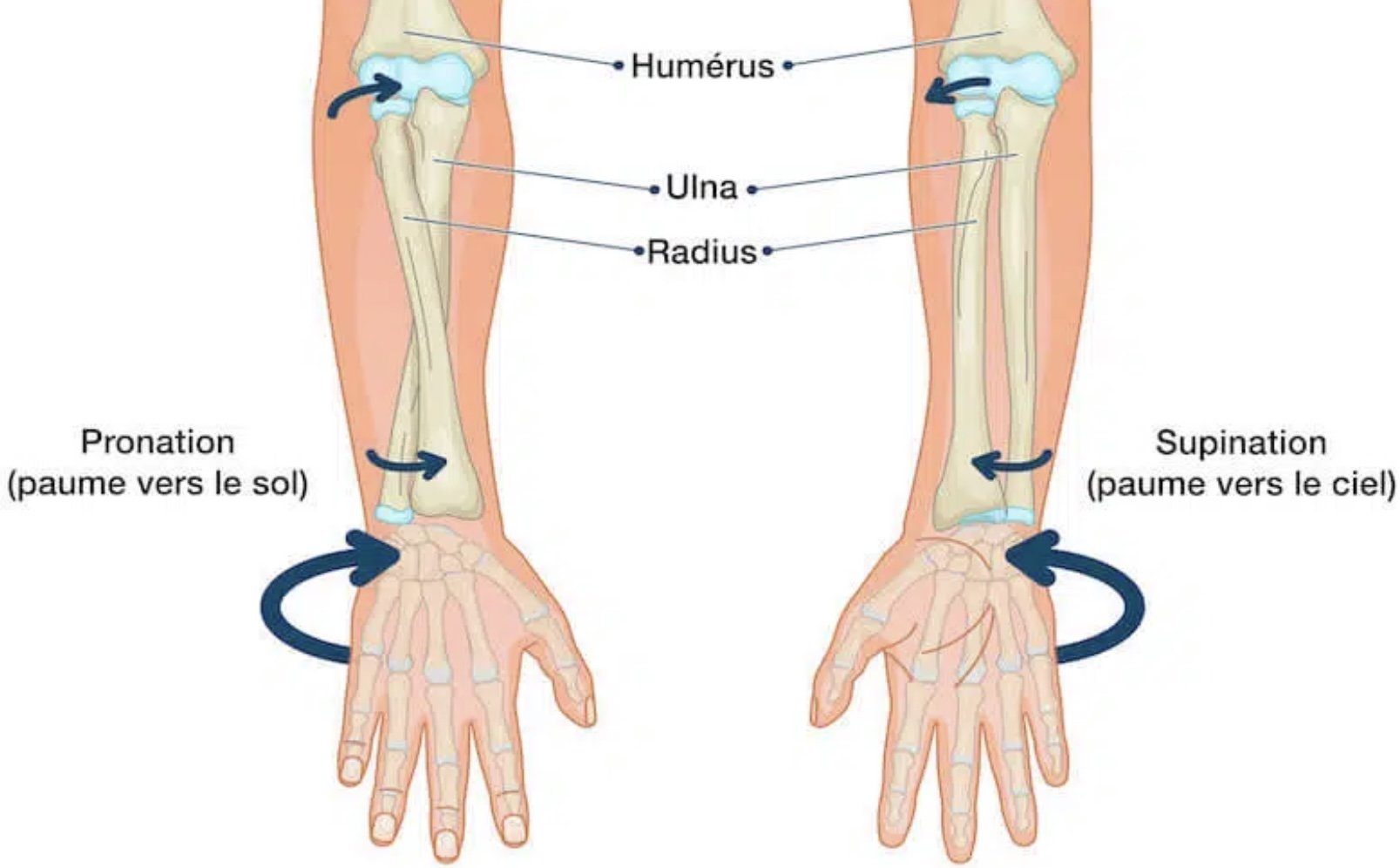 Ulna Ue5 Anatomie Tutorat Associatif Toulousain