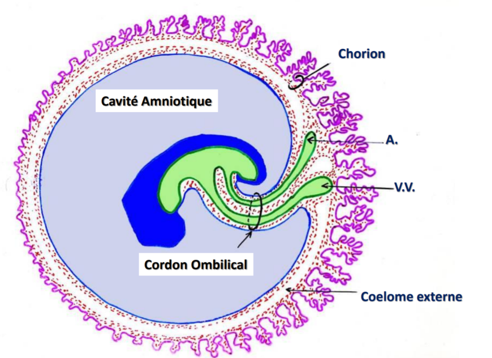 Cordon Ombilical Ue2 Embryologie Tutorat Associatif Toulousain 