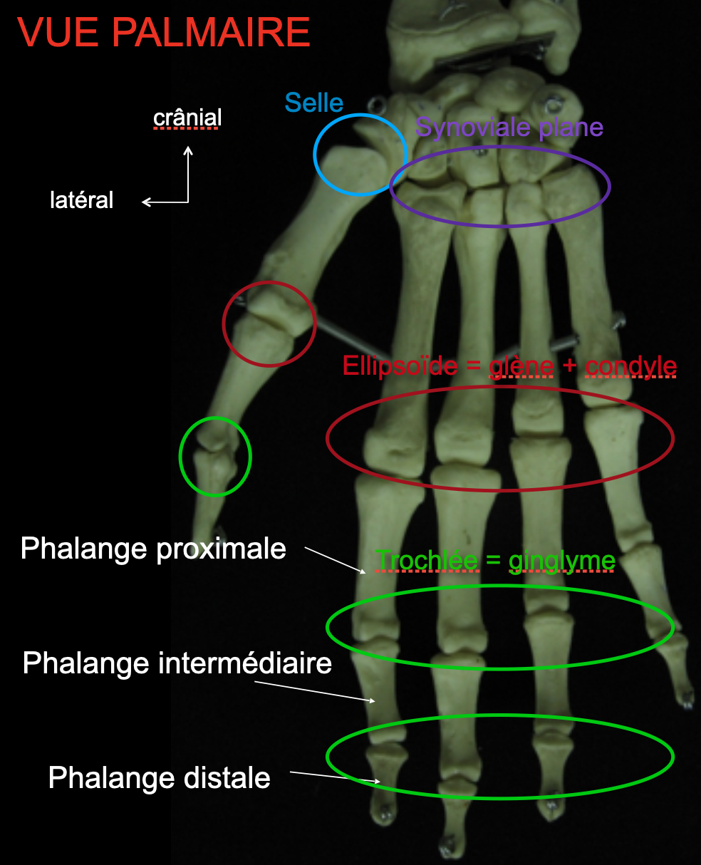 Articulations De La Main Ue5 Anatomie Tutorat Associatif Toulousain 0172