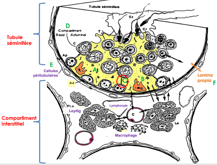 Cellules De Sertoli Et Cellules Germinales - UE9 - BDR/Embryo - Tutorat ...