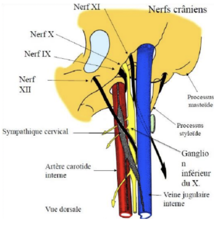 Jonct° artères et nerfs - UE10 - Tête et cou - Tutorat Associatif