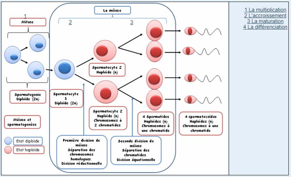 mitose vs méiose nombre de chromosomes