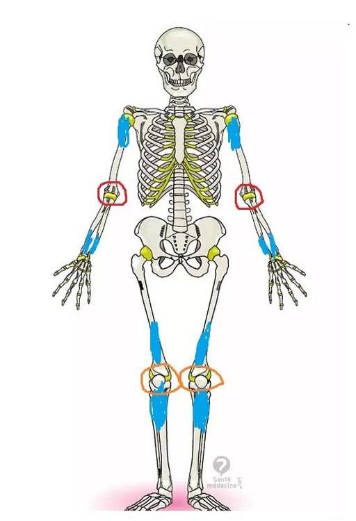 squelette.thumb.jpg.acafc99c8b4e429fa0e3876b75428175.jpg