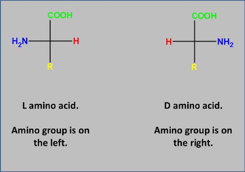 Are L Or D Amino Acids More Common