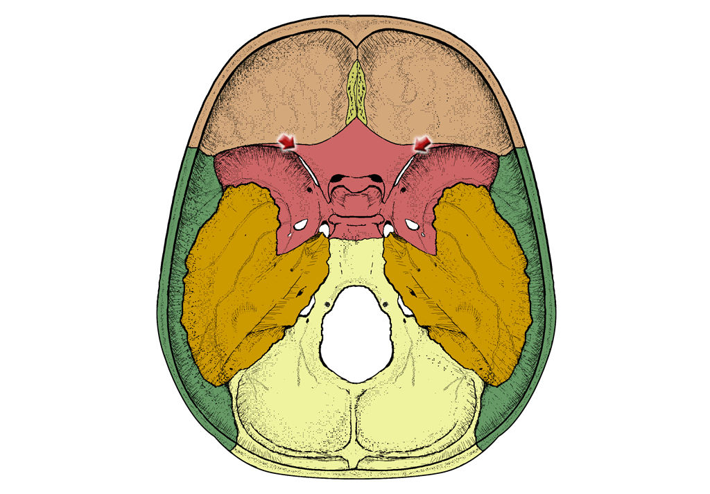 Nerfs Crâniens - UE5 - Anatomie - Tutorat Associatif Toulousain
