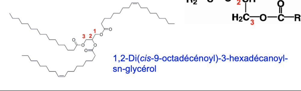 Nomenclature des glycérides - UE1 - Biochimie - Tutorat Associatif ...