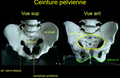 Détroit Supérieur Et Plan Intertuberculaire - UE5 - Anatomie - Tutorat ...