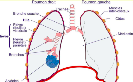 Hile Ue5 Anatomie Tutorat Associatif Toulousain