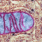 mitochondrie31