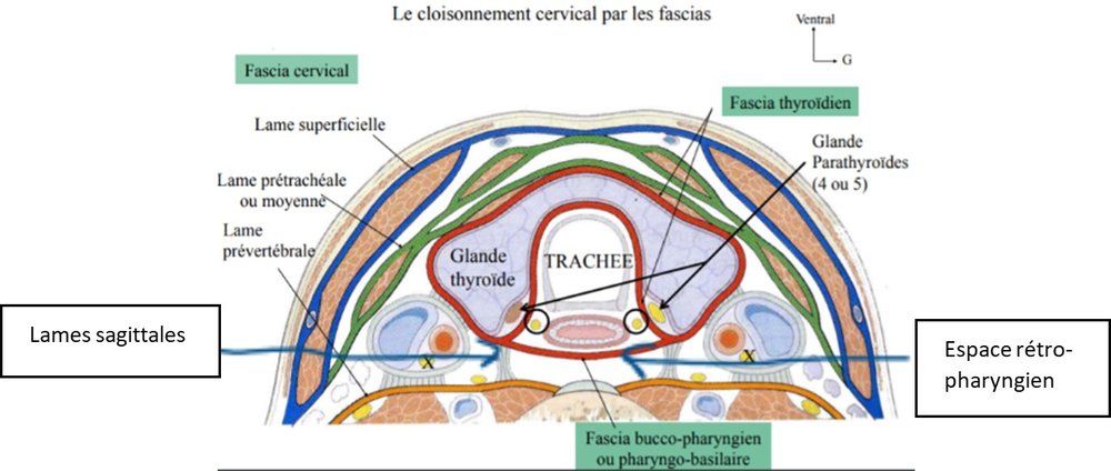 lames sagittales.jpg