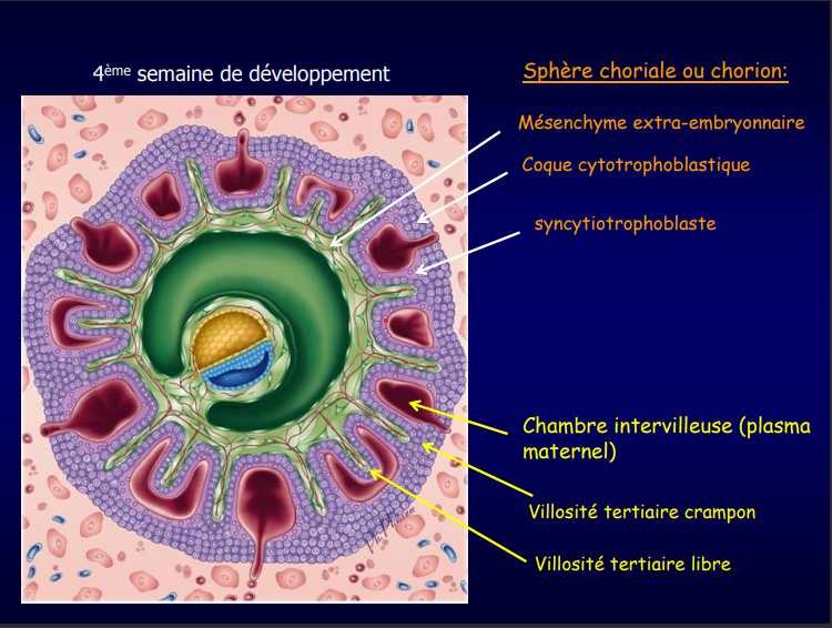 Intra Et Extra Embryonnaire Ue9 Unité Foeto Placentaireembryo Tutorat Associatif Toulousain 