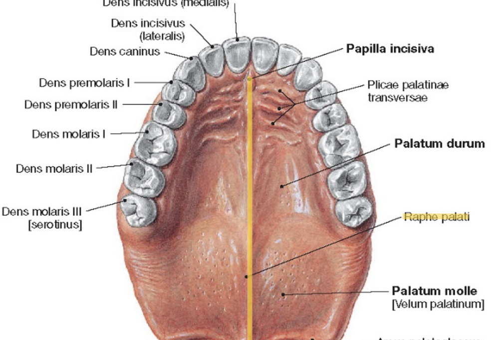 PALATE AND PALATINE MUSCLES ANATOMY - wikitomy.png