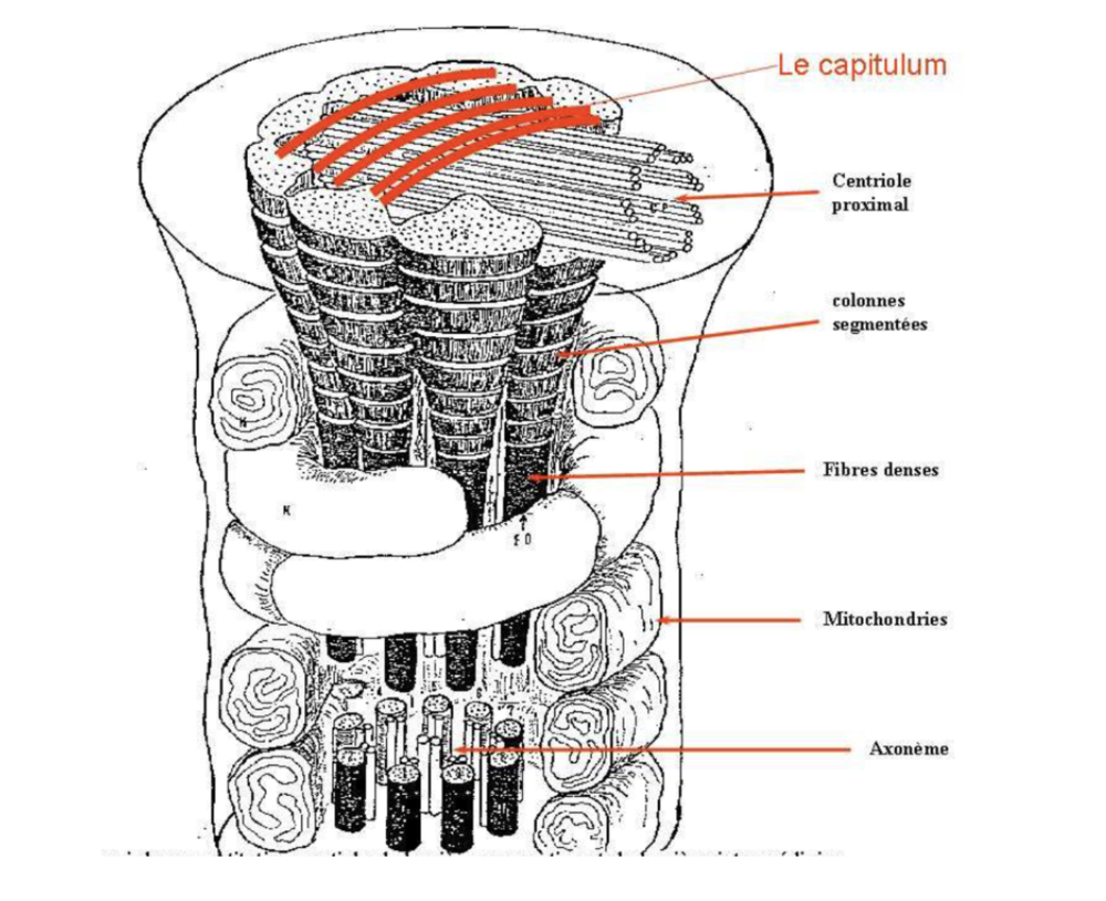 Capture d’écran 2023-02-22 à 10.59.41.png