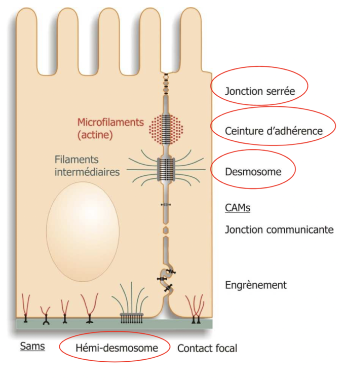 Capture d’écran 2023-03-20 à 16.42.02.png