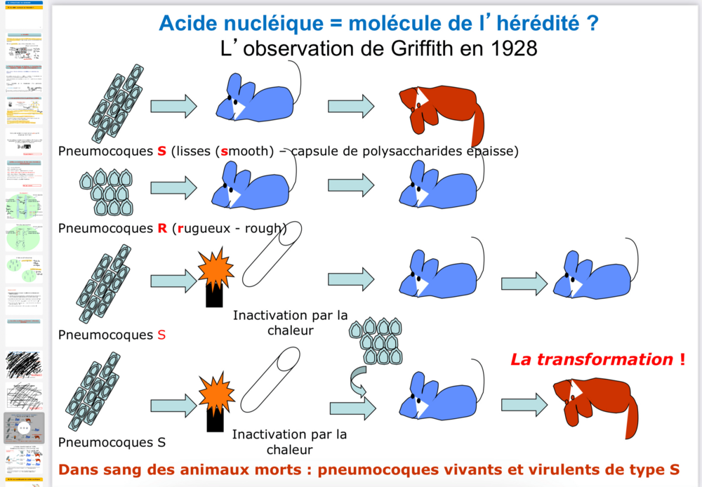 Ouvrir 1 - UE1 - Génome.png